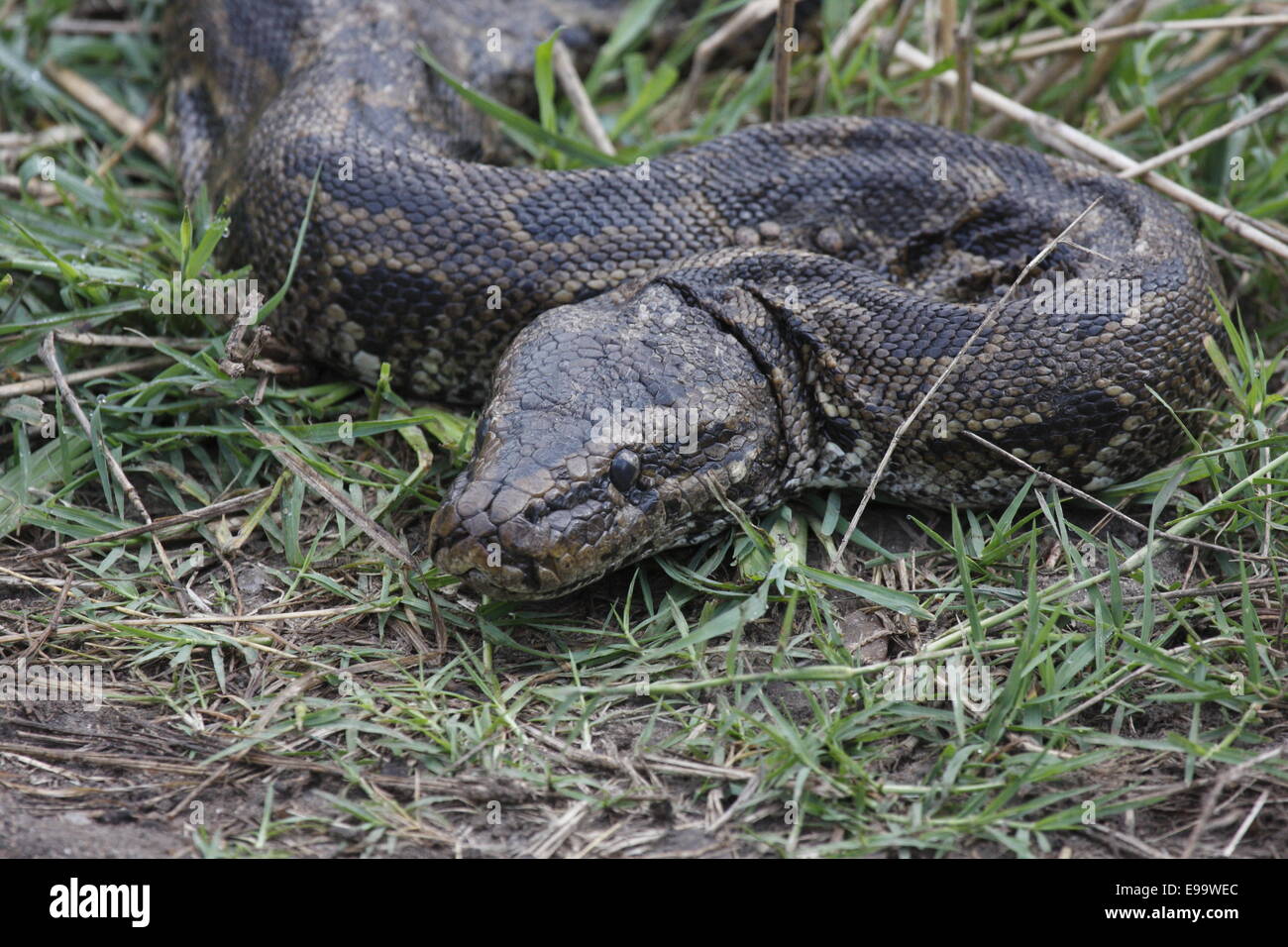 African Rock Python Stock Photo