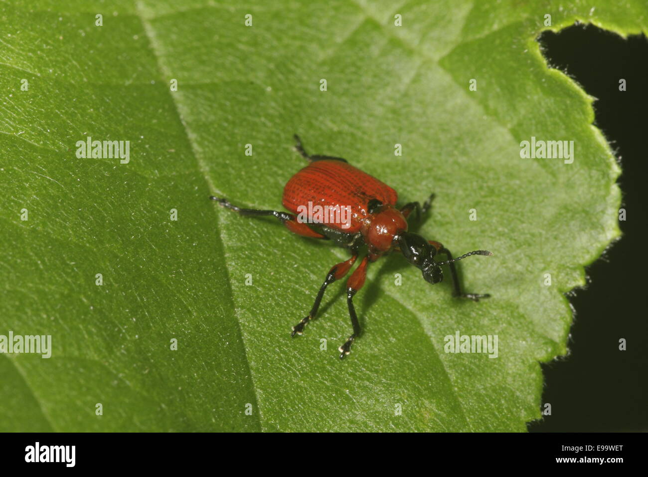 Leaf Rolling Weevil Stock Photo
