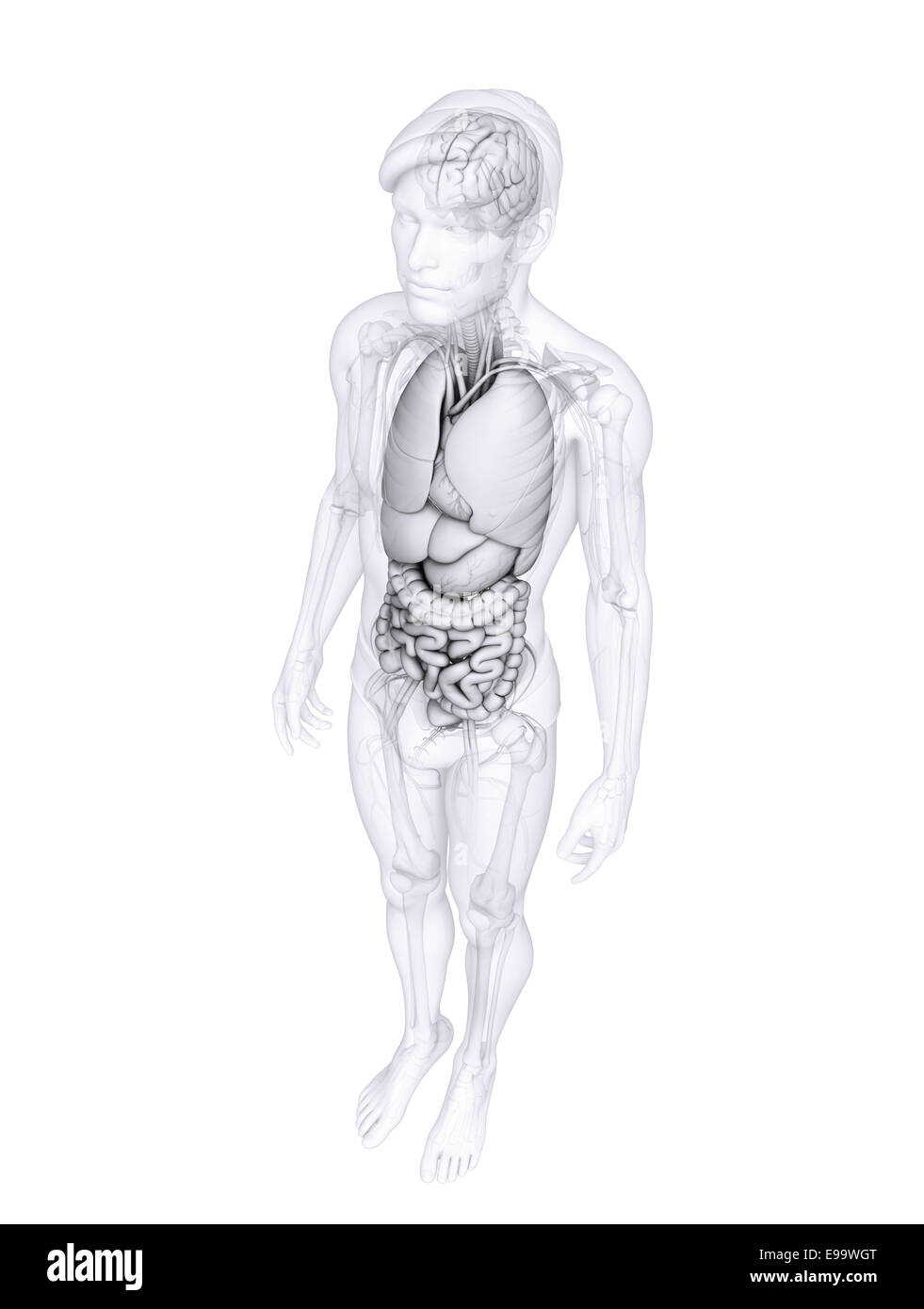 Illustration of male digestive system Stock Photo
