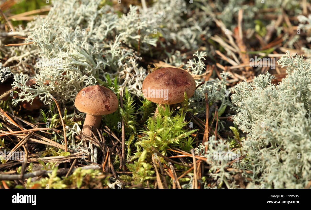 Edible Mushroom Stock Photo