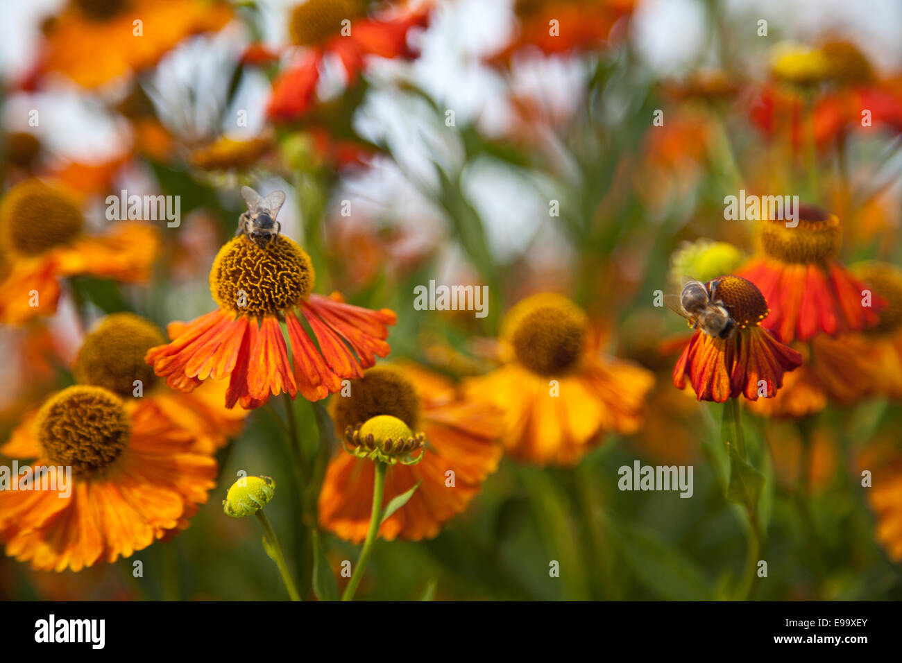Sneezeweed / Helenium with bee Stock Photo