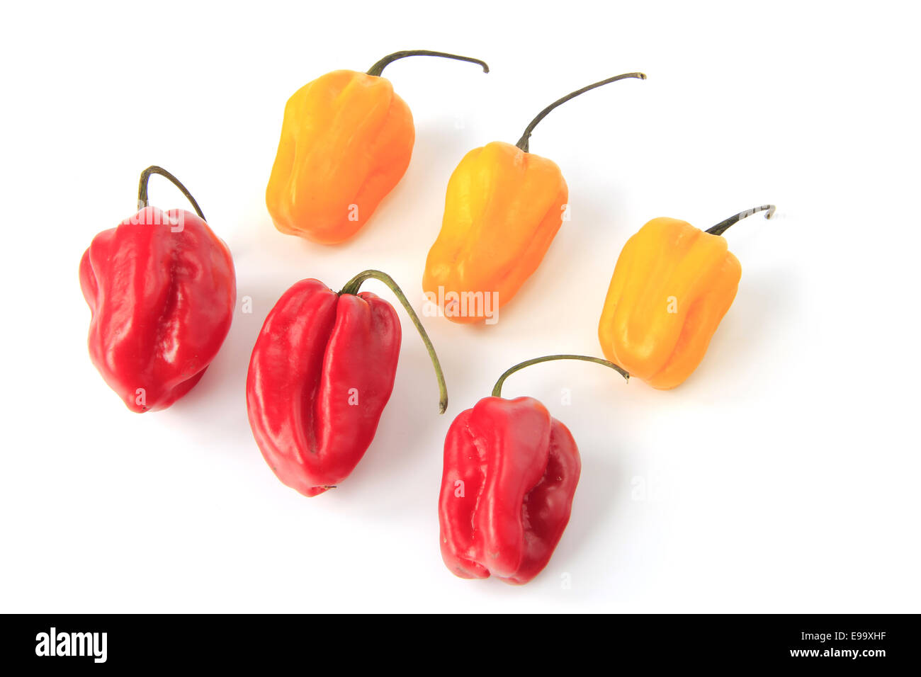 Habanero Peppers (Capsicum chinense) Stock Photo
