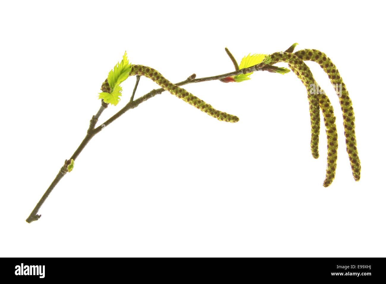 Flowering birch tree hires stock photography and images Alamy