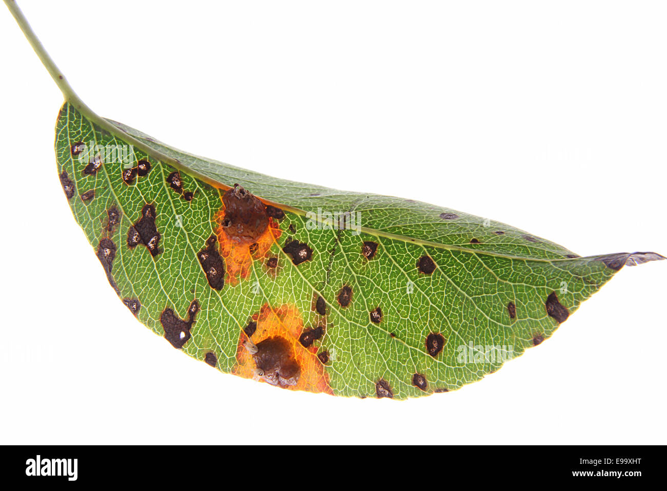 Pear rust (Gymnosporangium fuscum) Stock Photo