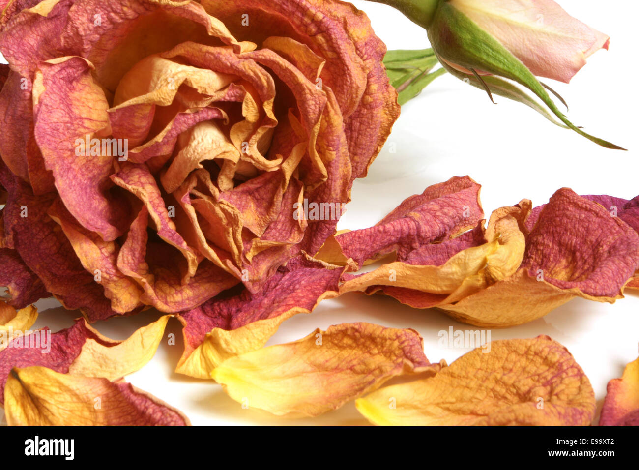 Dry red rose with petals Stock Photo Alamy