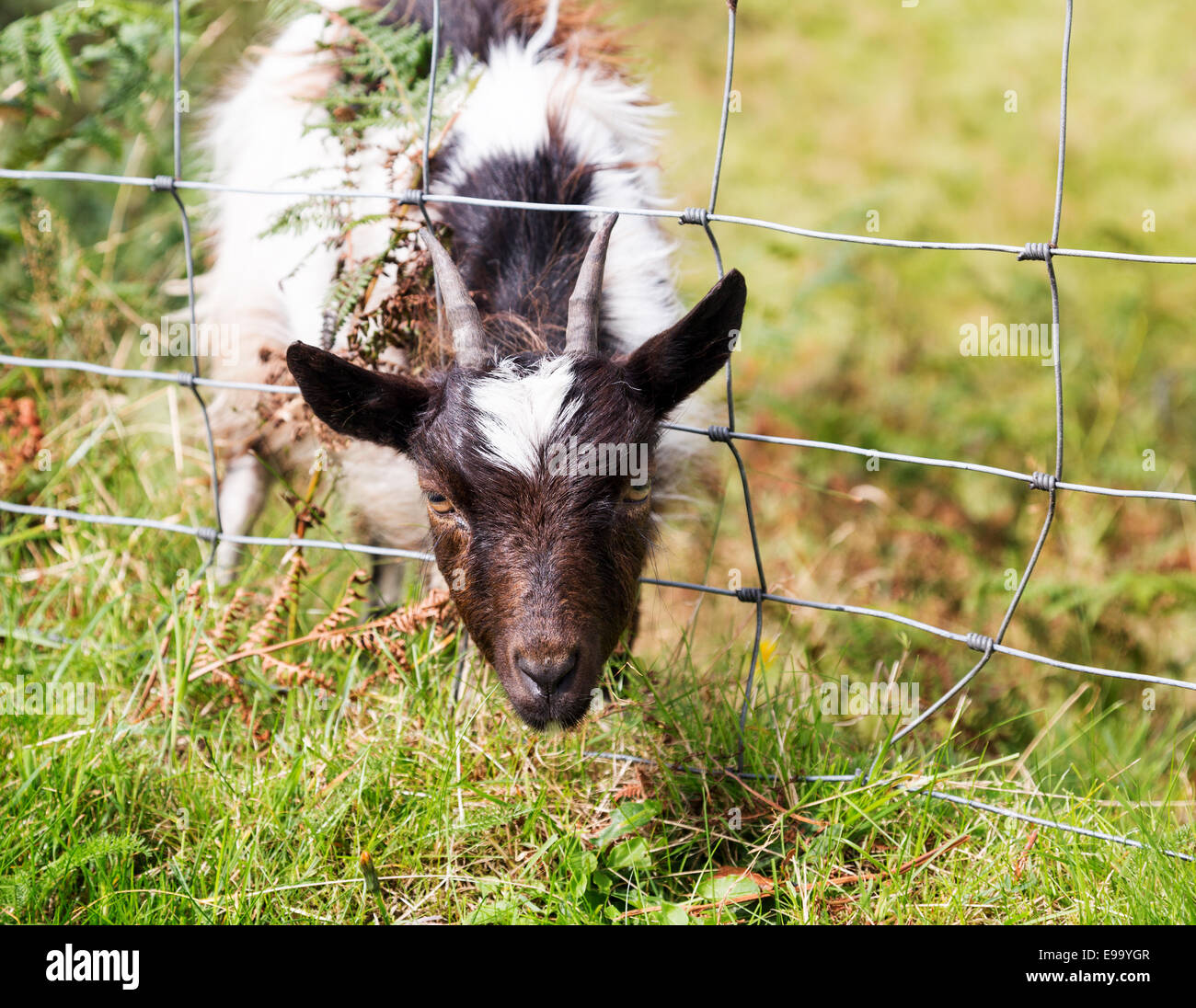 Goat stuck in wire fence Stock Photo Alamy