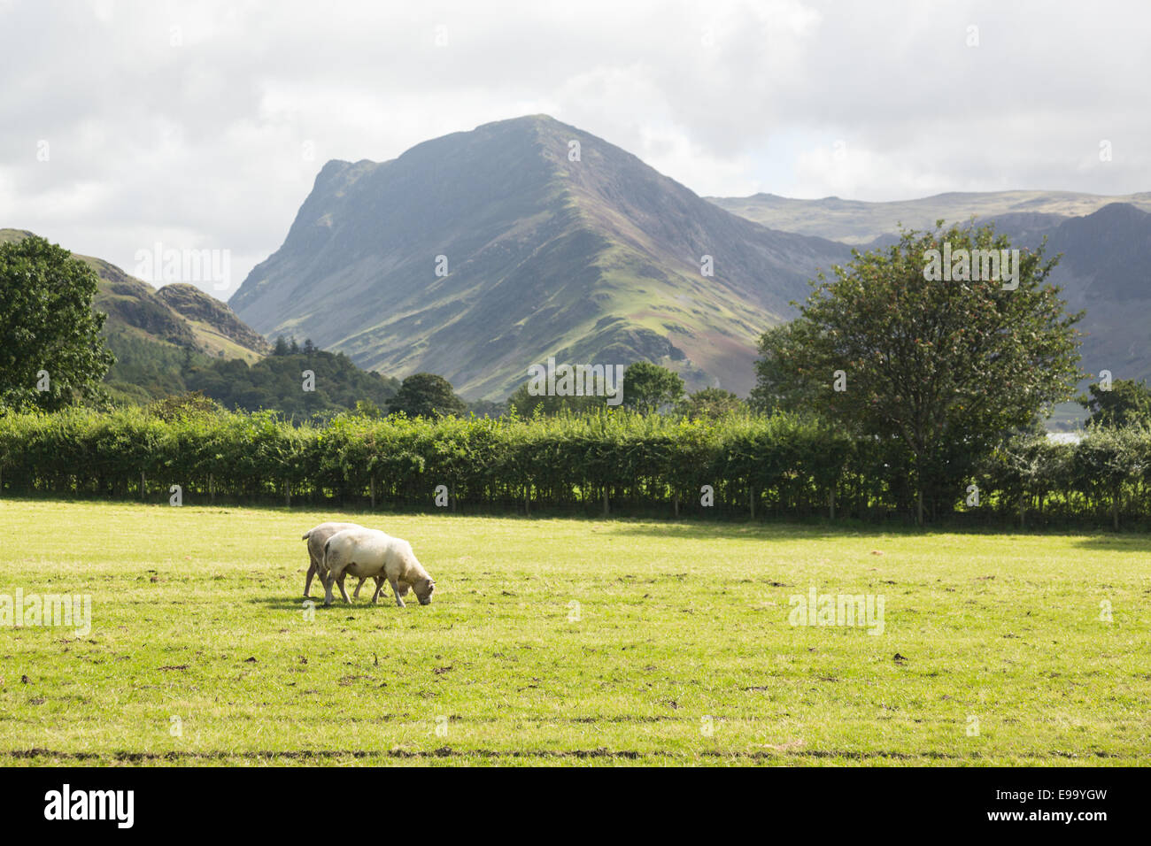Sheep graze near Buttermere Lake District Stock Photo