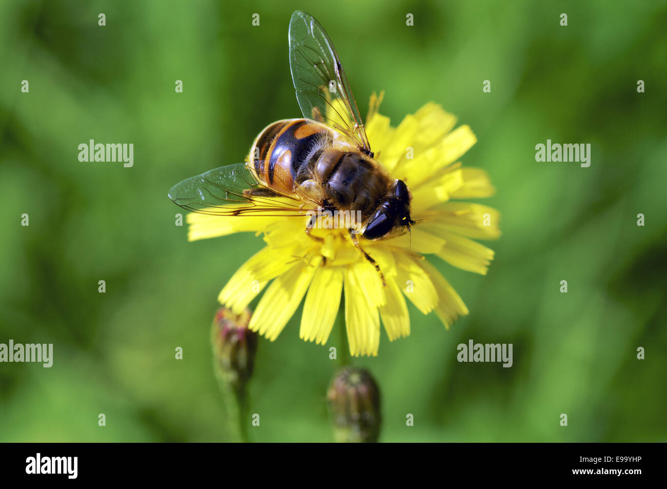 Honeybee Stock Photo