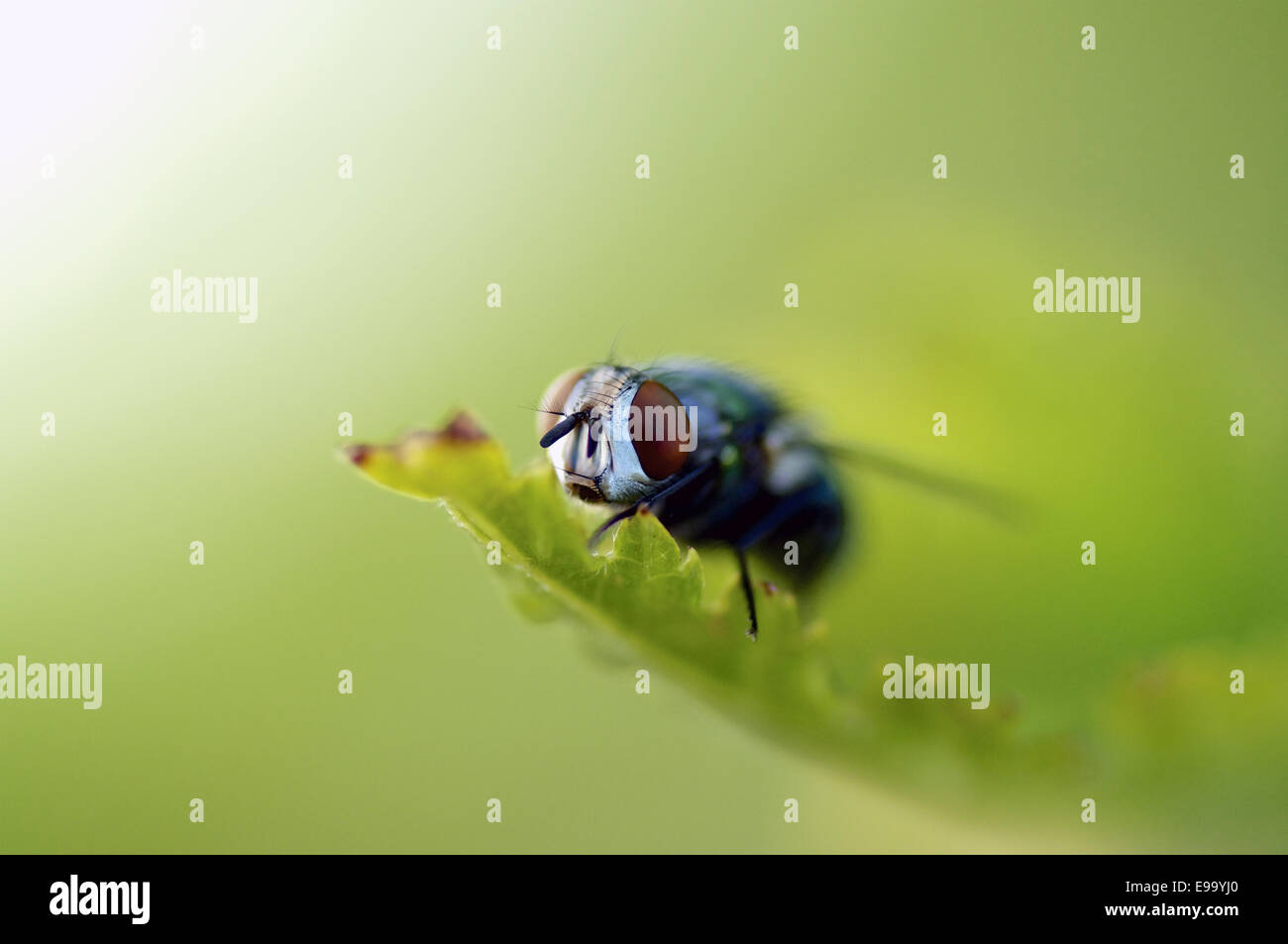Strange Fly High Resolution Stock Photography and Images - Alamy