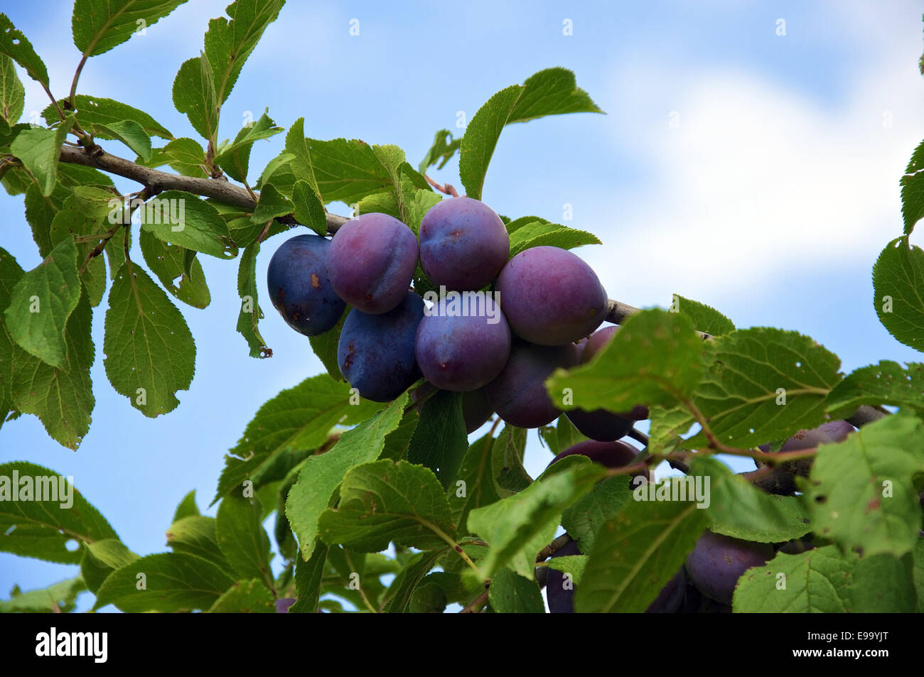 Blue ripe plums hanging hi-res stock photography and images - Alamy