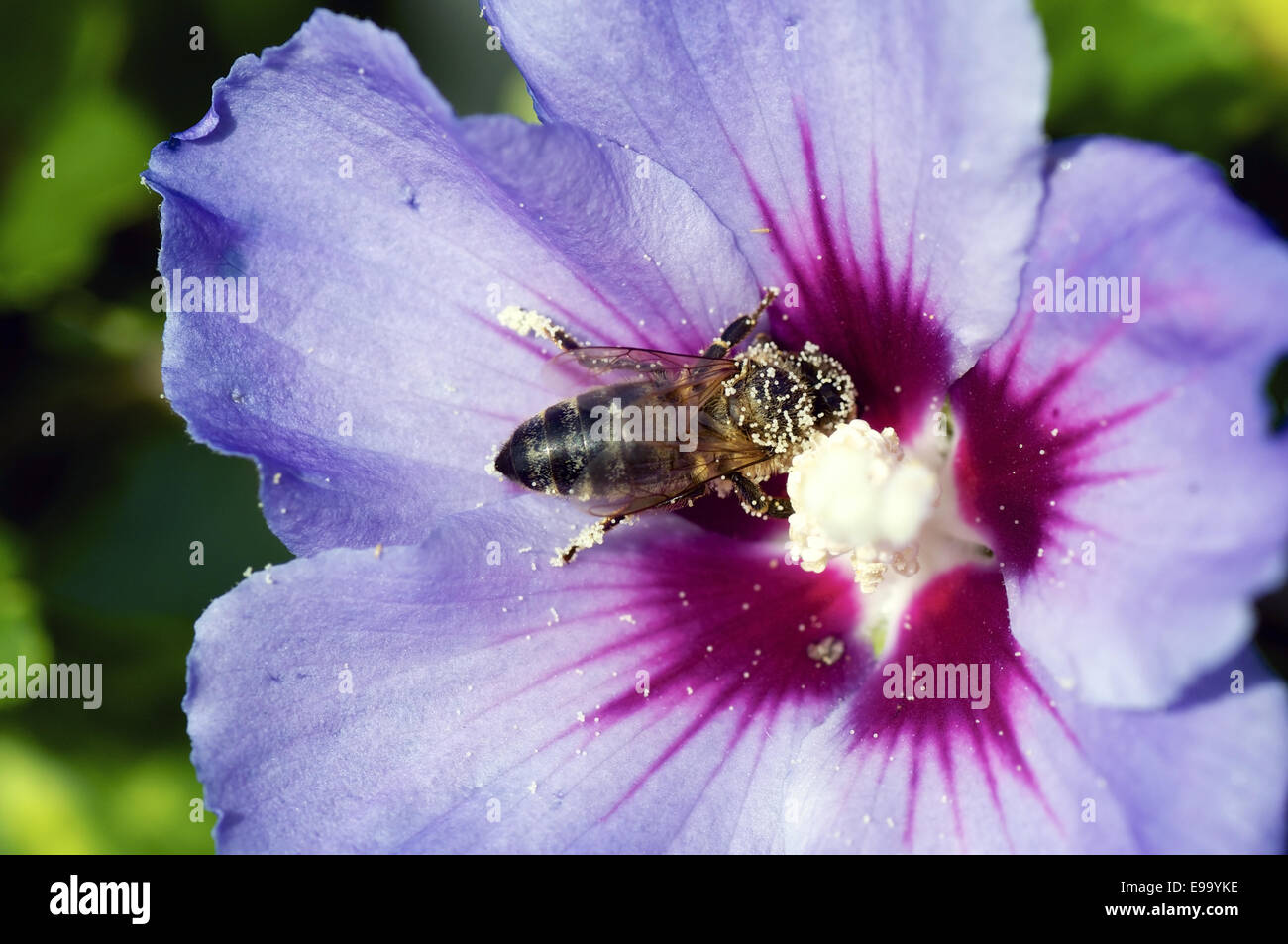 Bee covered in Pollen Stock Photo - Alamy