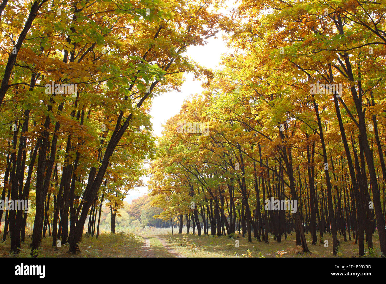 Beautiful autumn time Stock Photo - Alamy