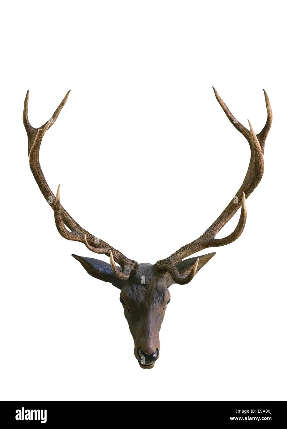 Deer head isolated on white background Stock Photo - Alamy