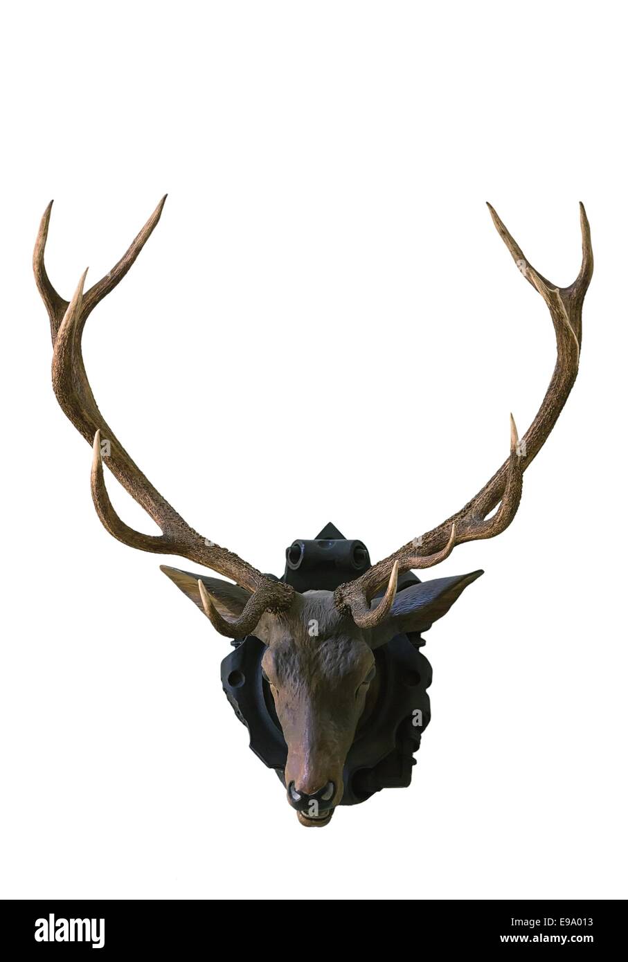 Deer head isolated on white background Stock Photo