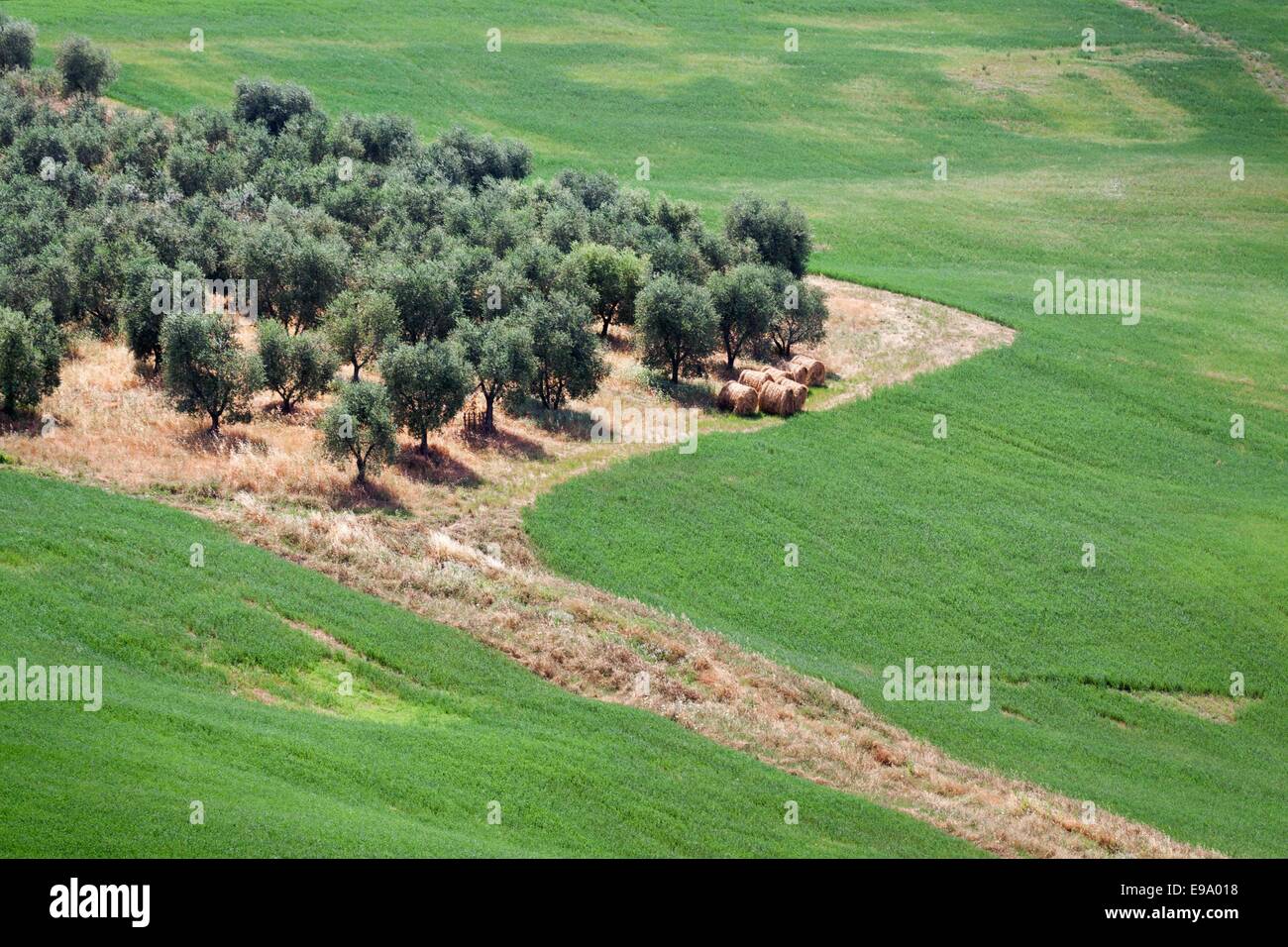 Tuscan Olive Grove High Resolution Stock Photography and Images - Alamy