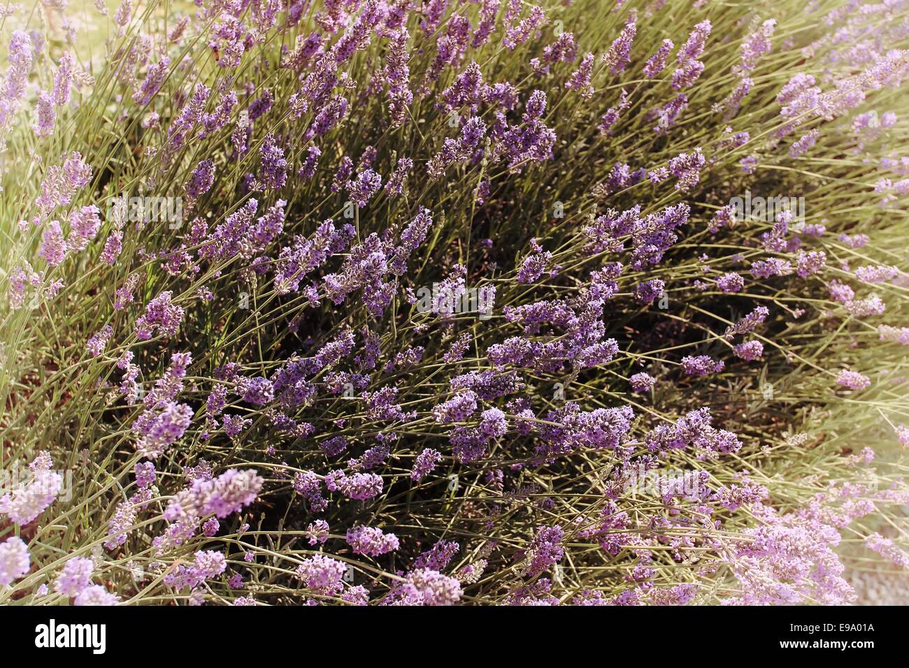 Lavenders closeup with blur background Stock Photo