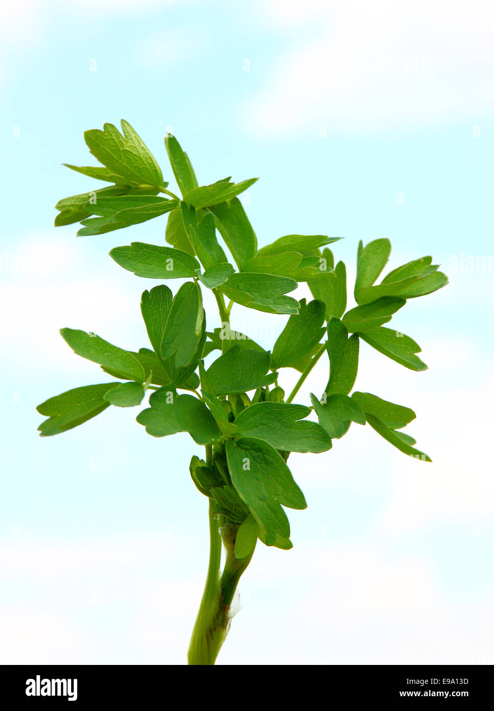 fresh leaf herb parsley on sky Stock Photo Alamy