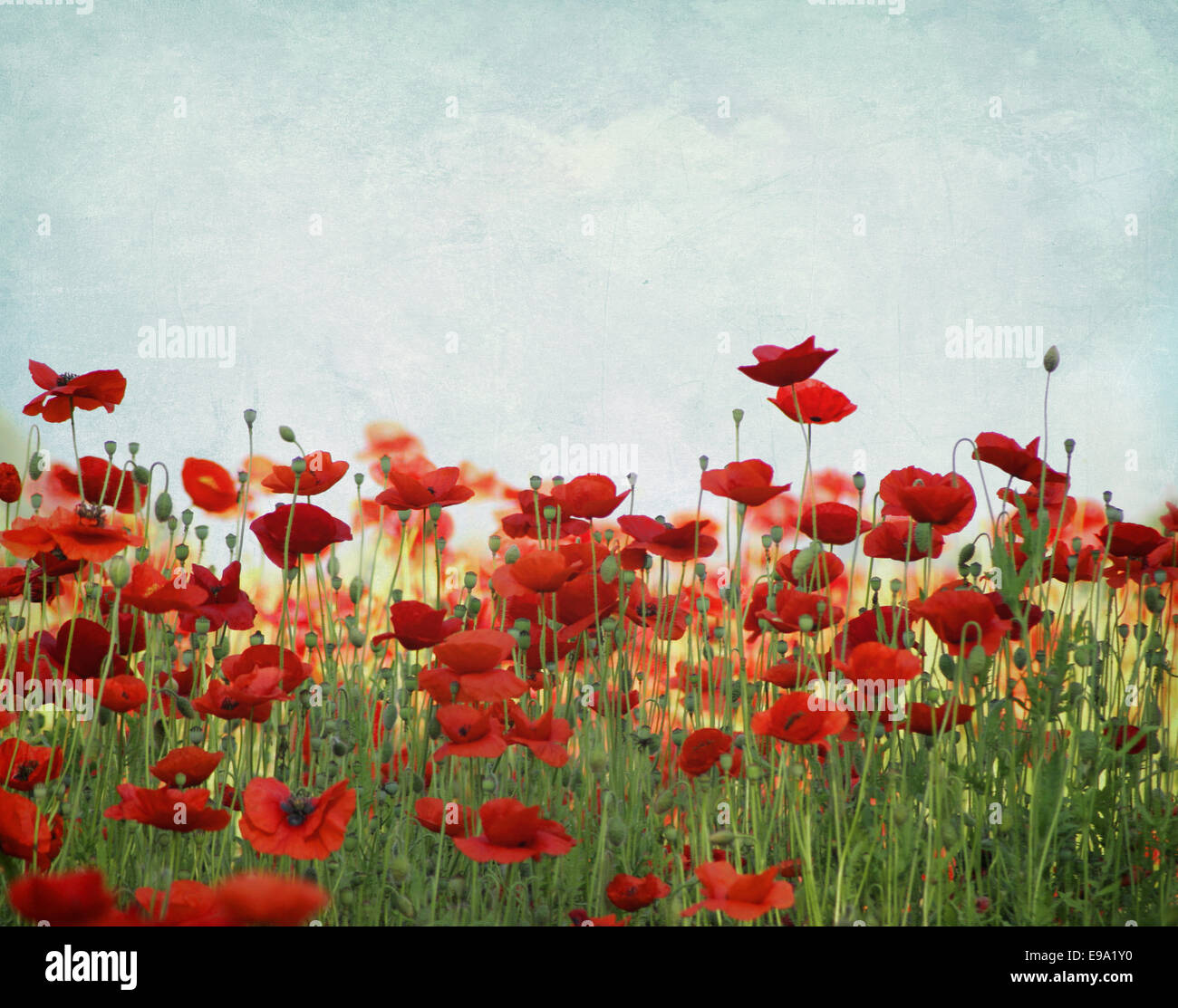 retro poppies on a summer meadow Stock Photo