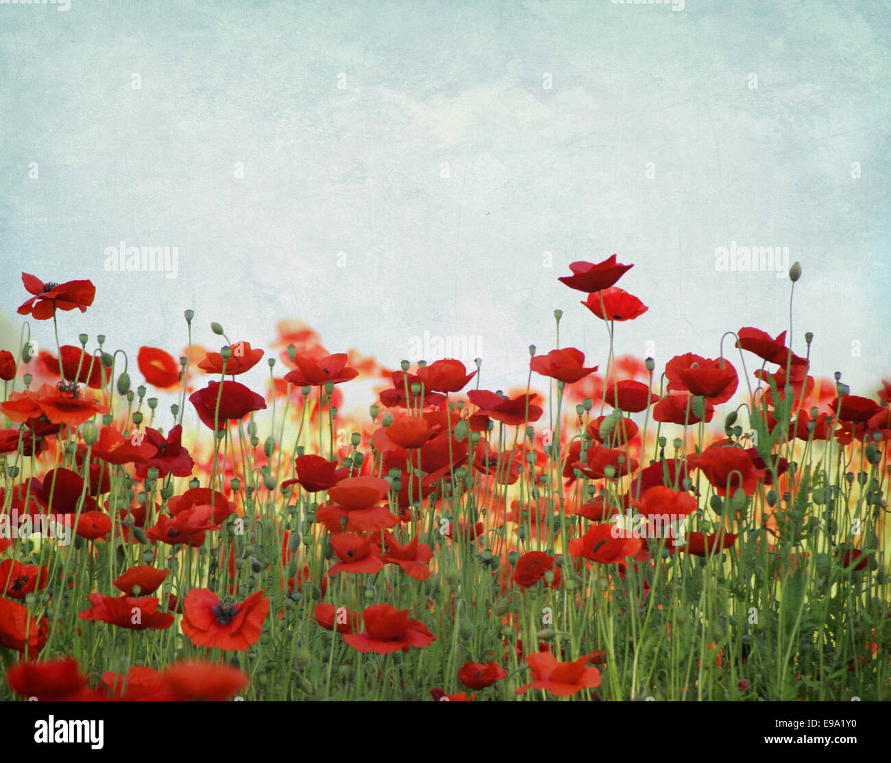 Poppies on summer meadow hi-res stock photography and images - Alamy