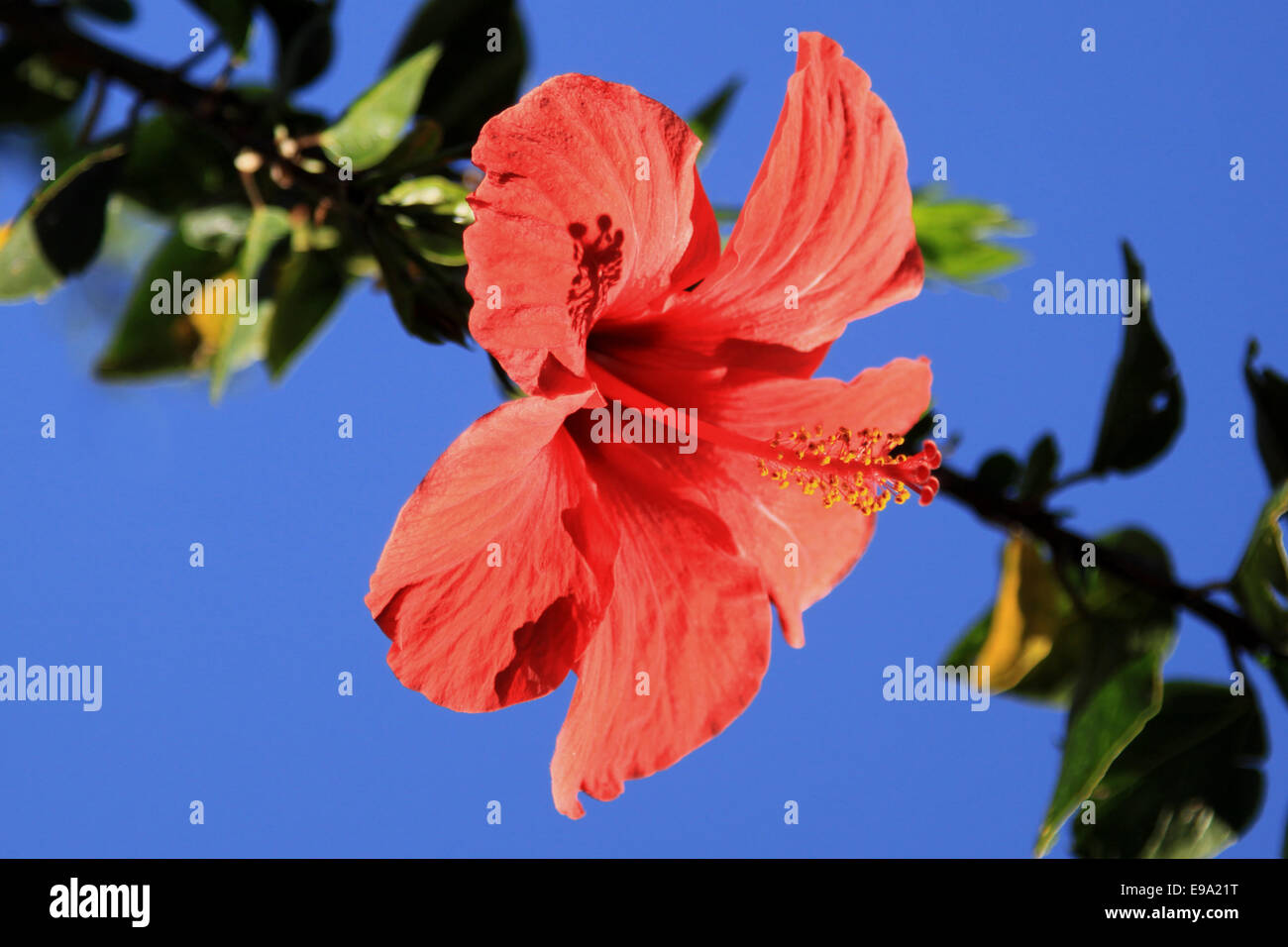 Hibiskus blatt hires stock photography and images Alamy