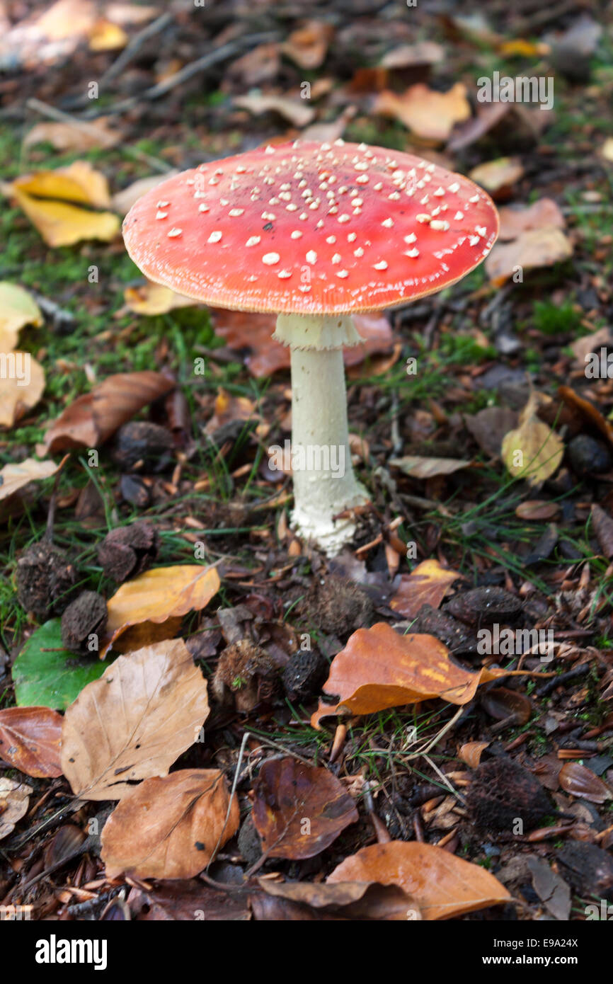 Red Toadstools in New Forest Hampshire England UK Stock Photo