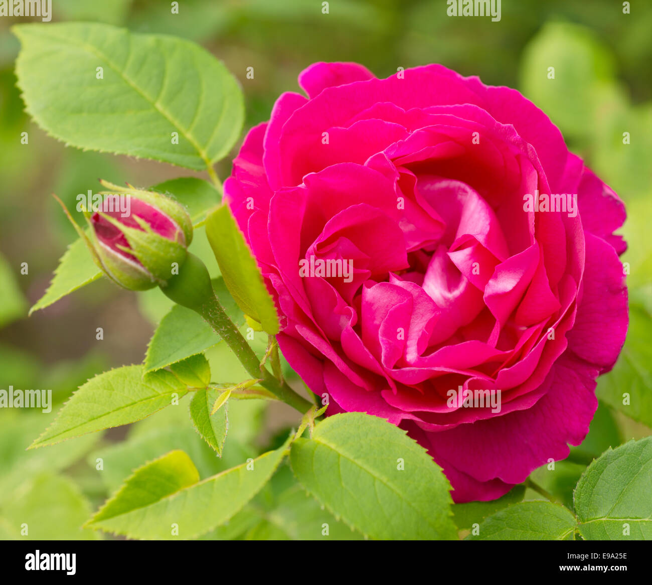 Bright pink rose in nature Stock Photo - Alamy