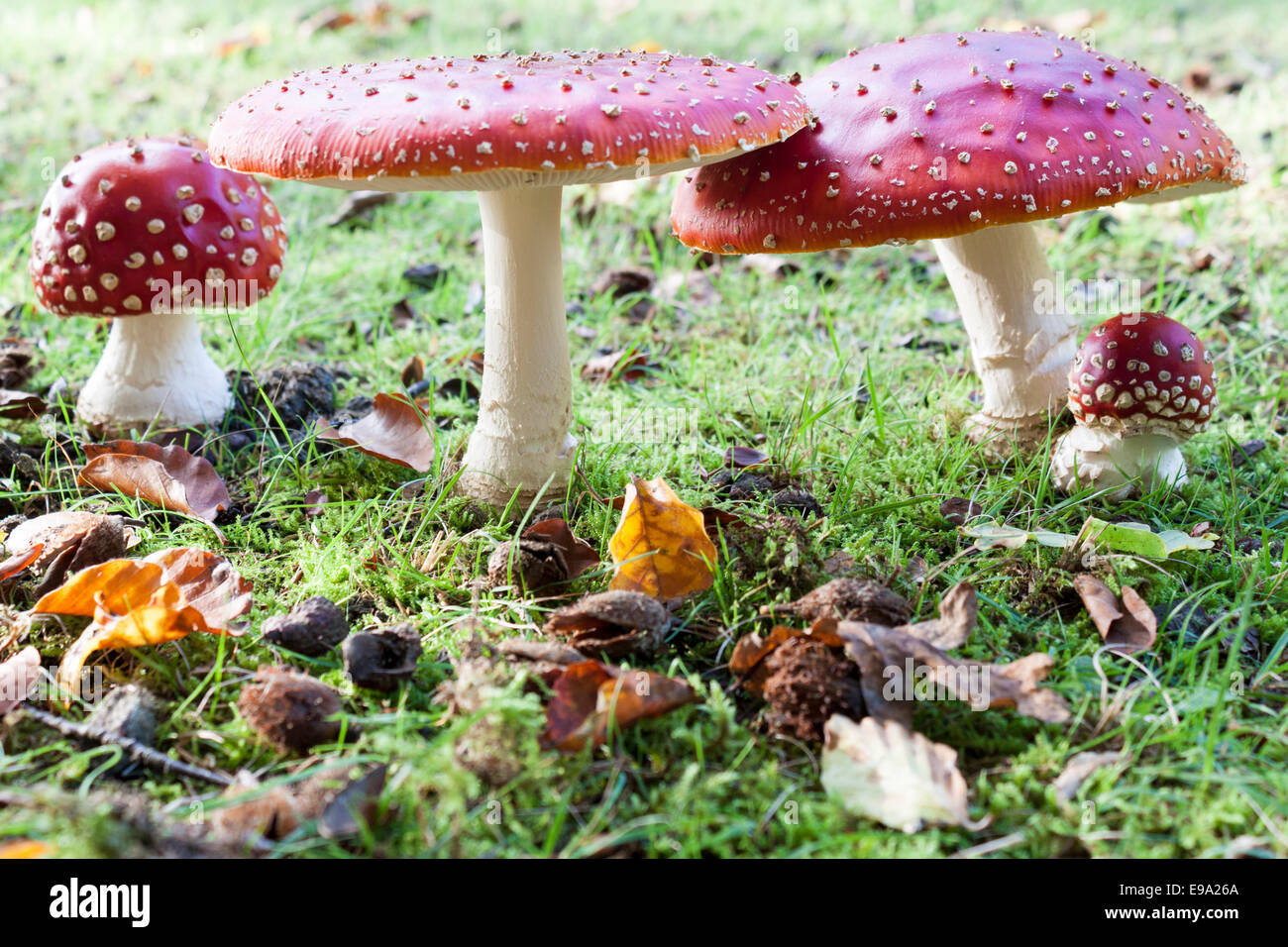 Red toadstools hires stock photography and images Alamy