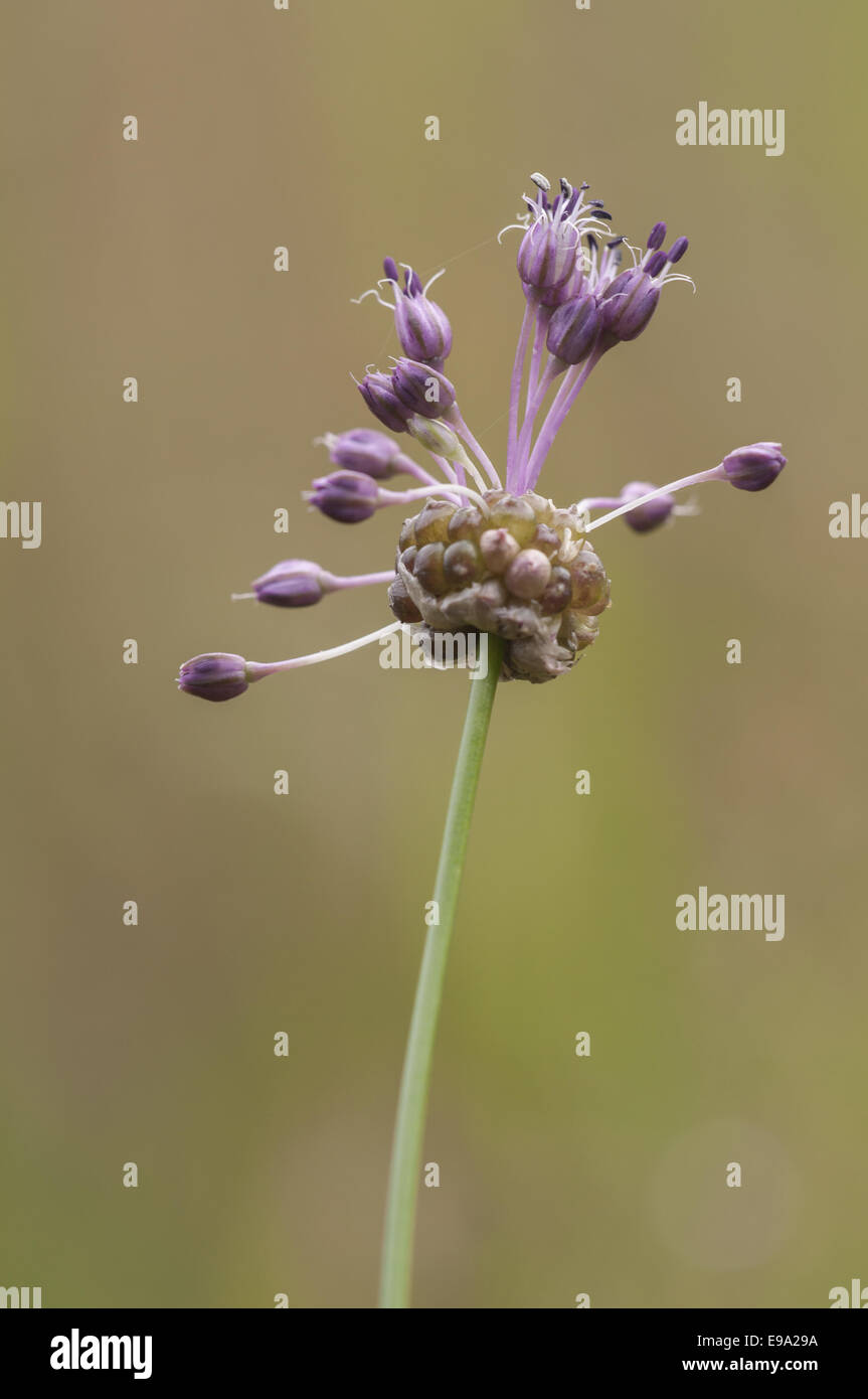 Allium carinatum, Germany Stock Photo
