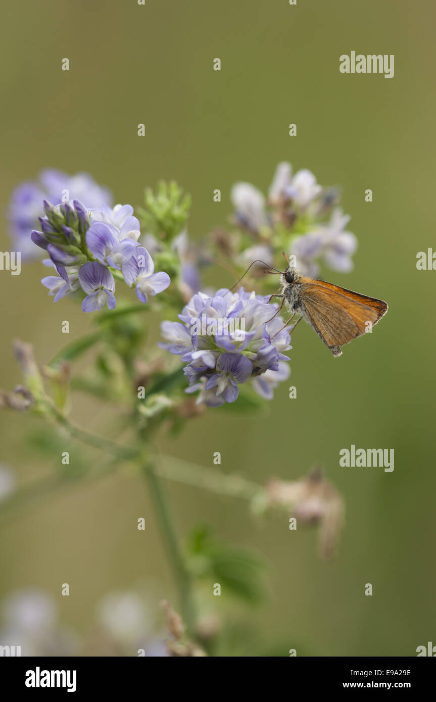 Small Skipper (Thymelicus sylvestris), Germany Stock Photo