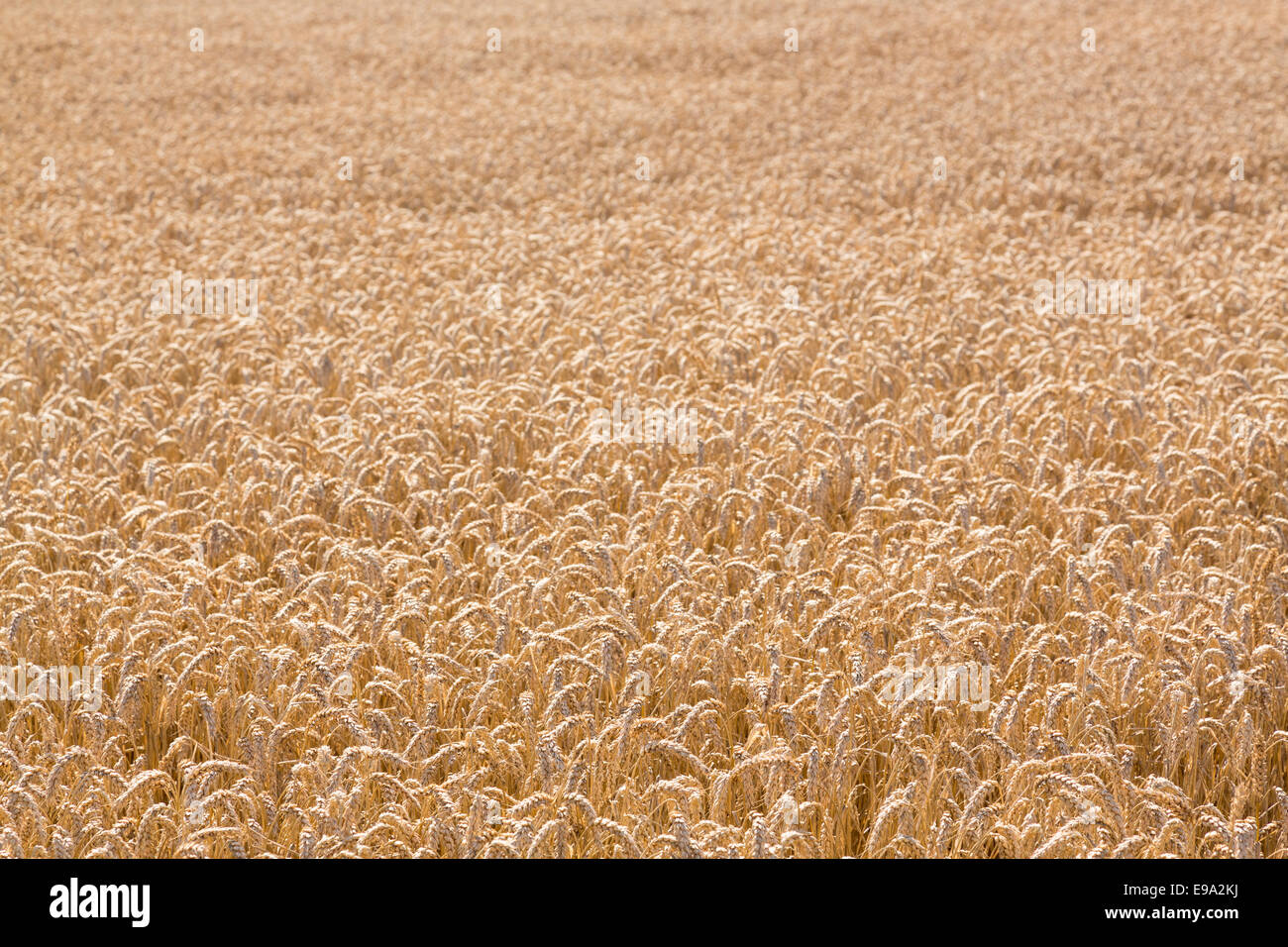 Ears of corn in fields of England Stock Photo