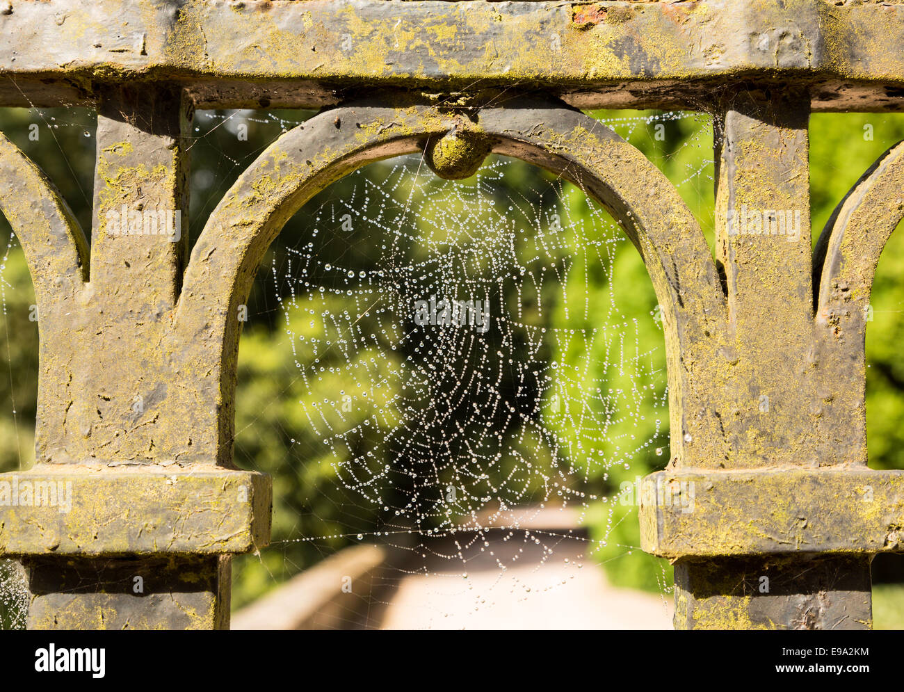 Dew glistening cobweb on gate Stock Photo