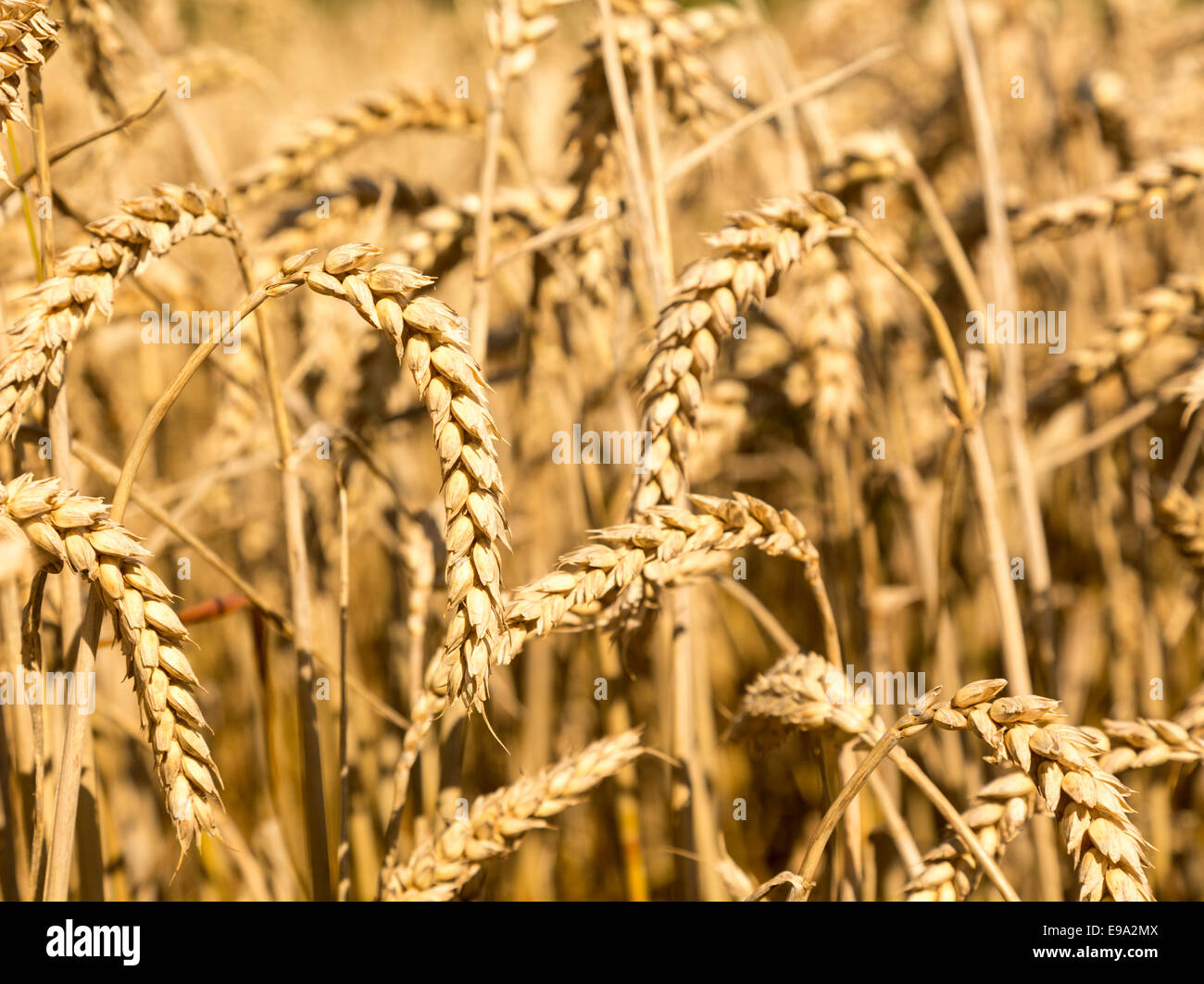 Ears of corn in fields of England Stock Photo