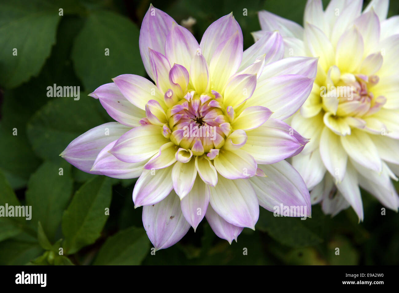 Dahlia dreamy hi-res stock photography and images - Alamy
