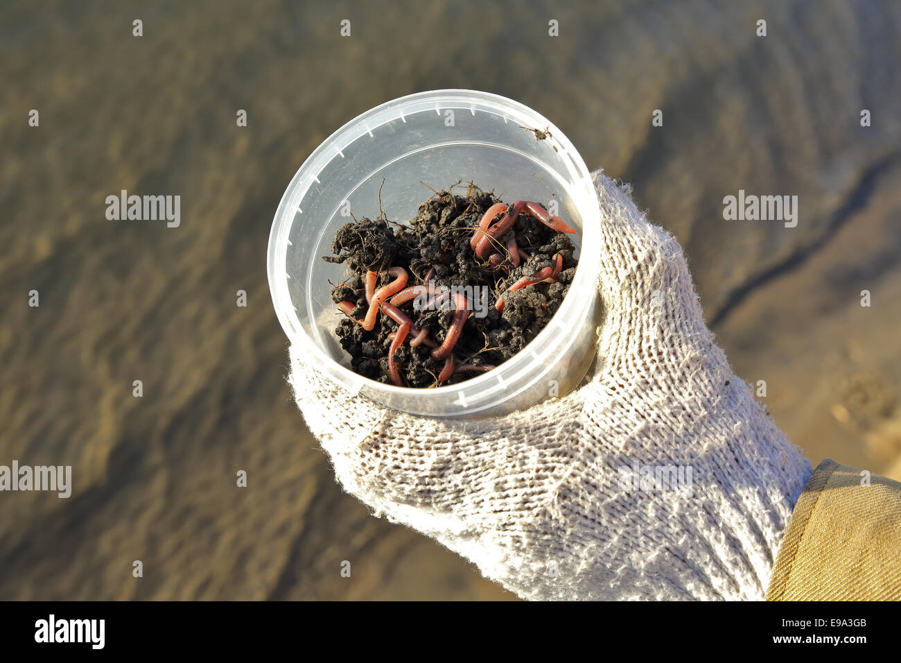 Worms as bait for fishing Stock Photo Alamy