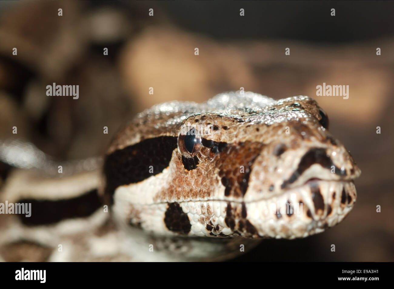 Python, not venomous snake (Latin Pythonidae Stock Photo - Alamy