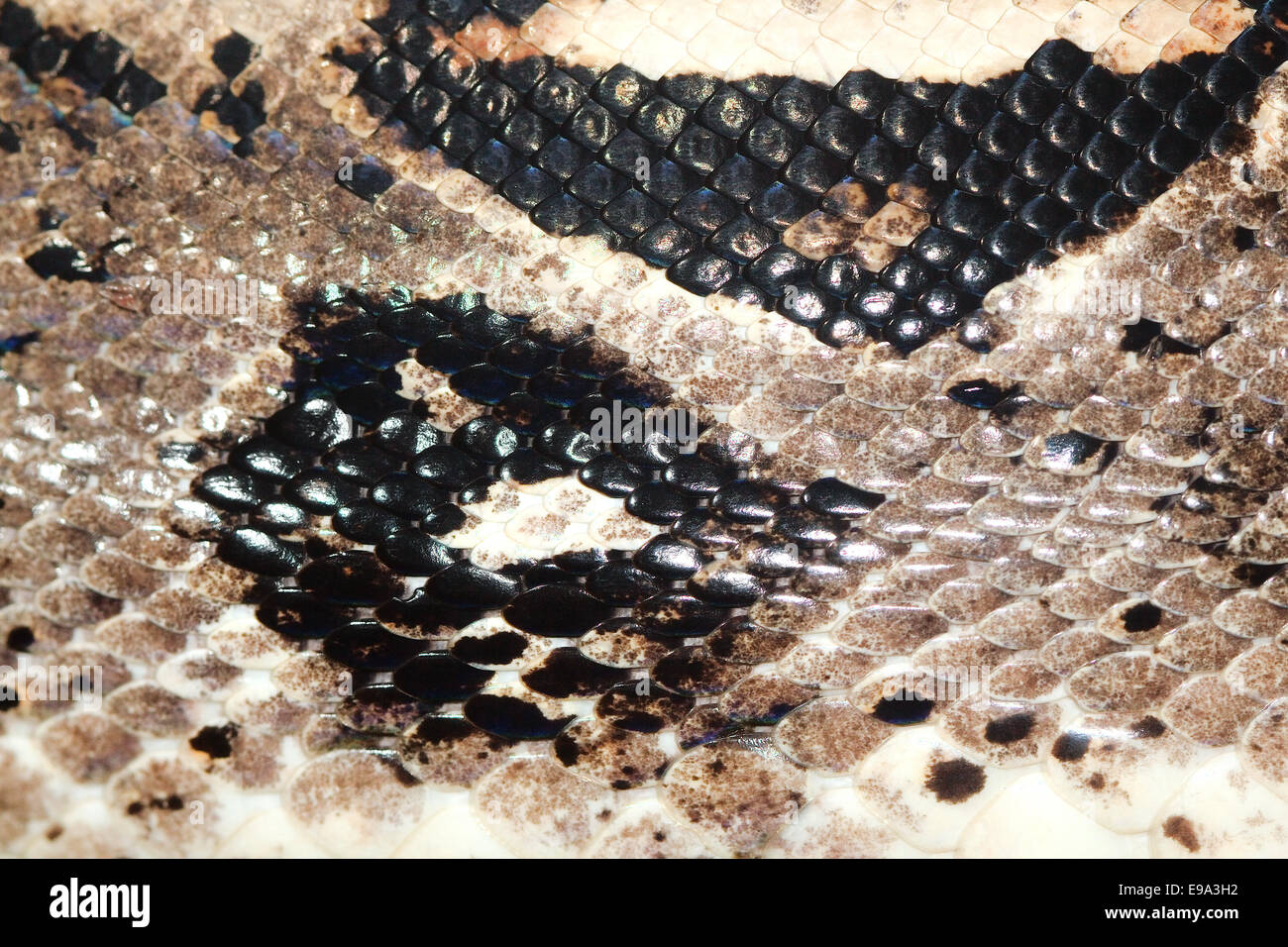 Snake Skin Stock Photo