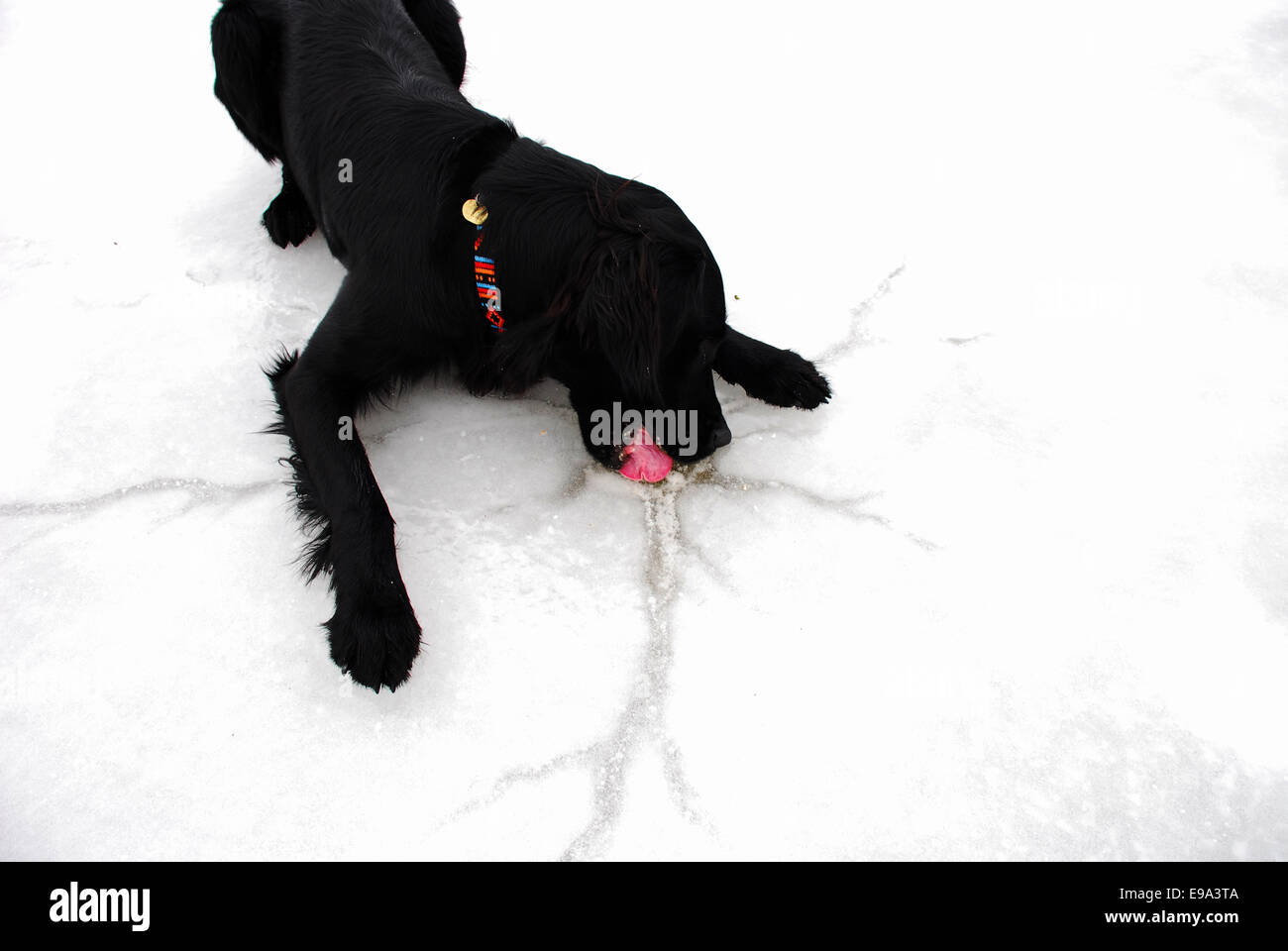 Dog sleeks on an ice sheet Stock Photo