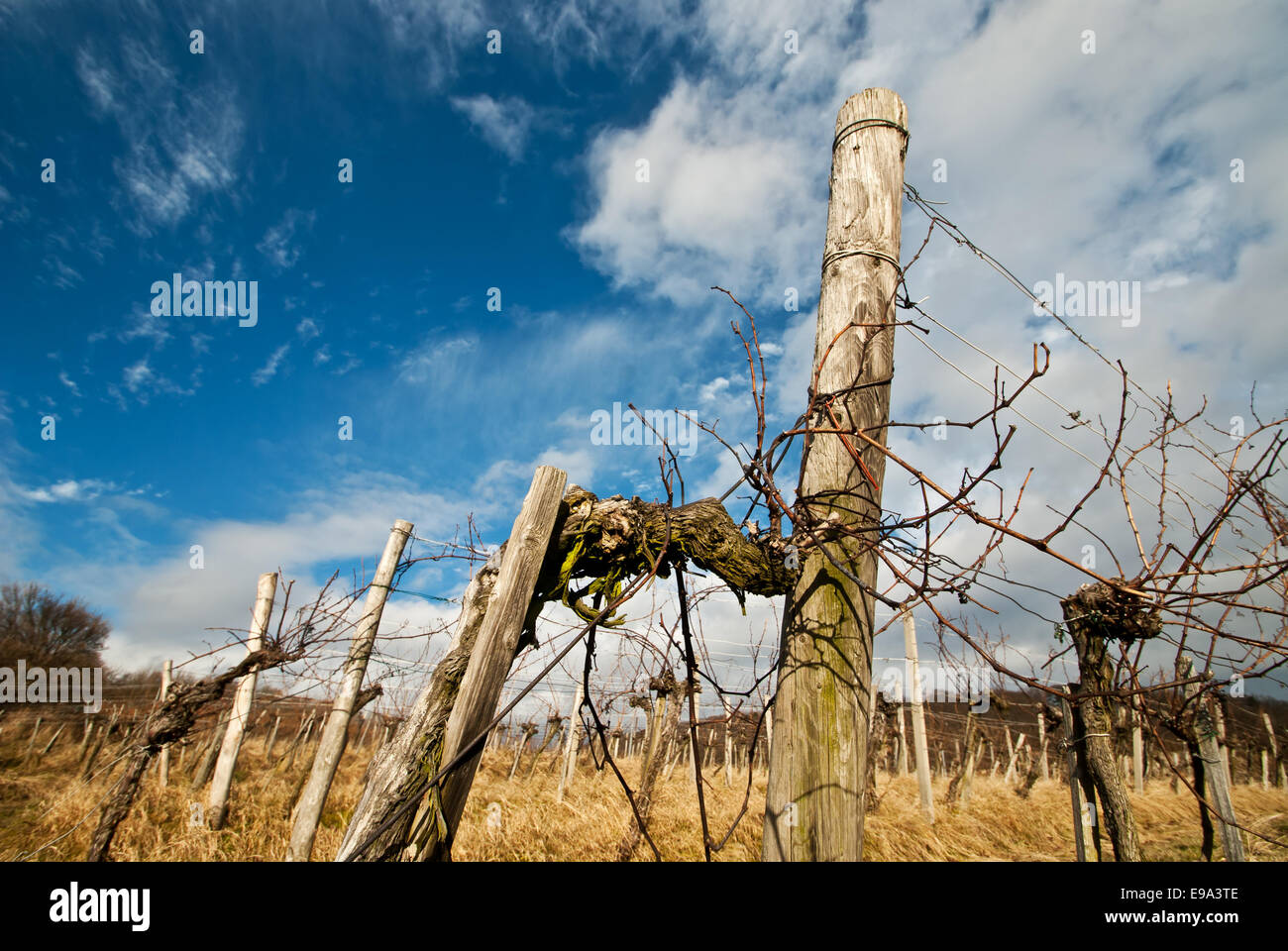 Vineyard in spring Stock Photo