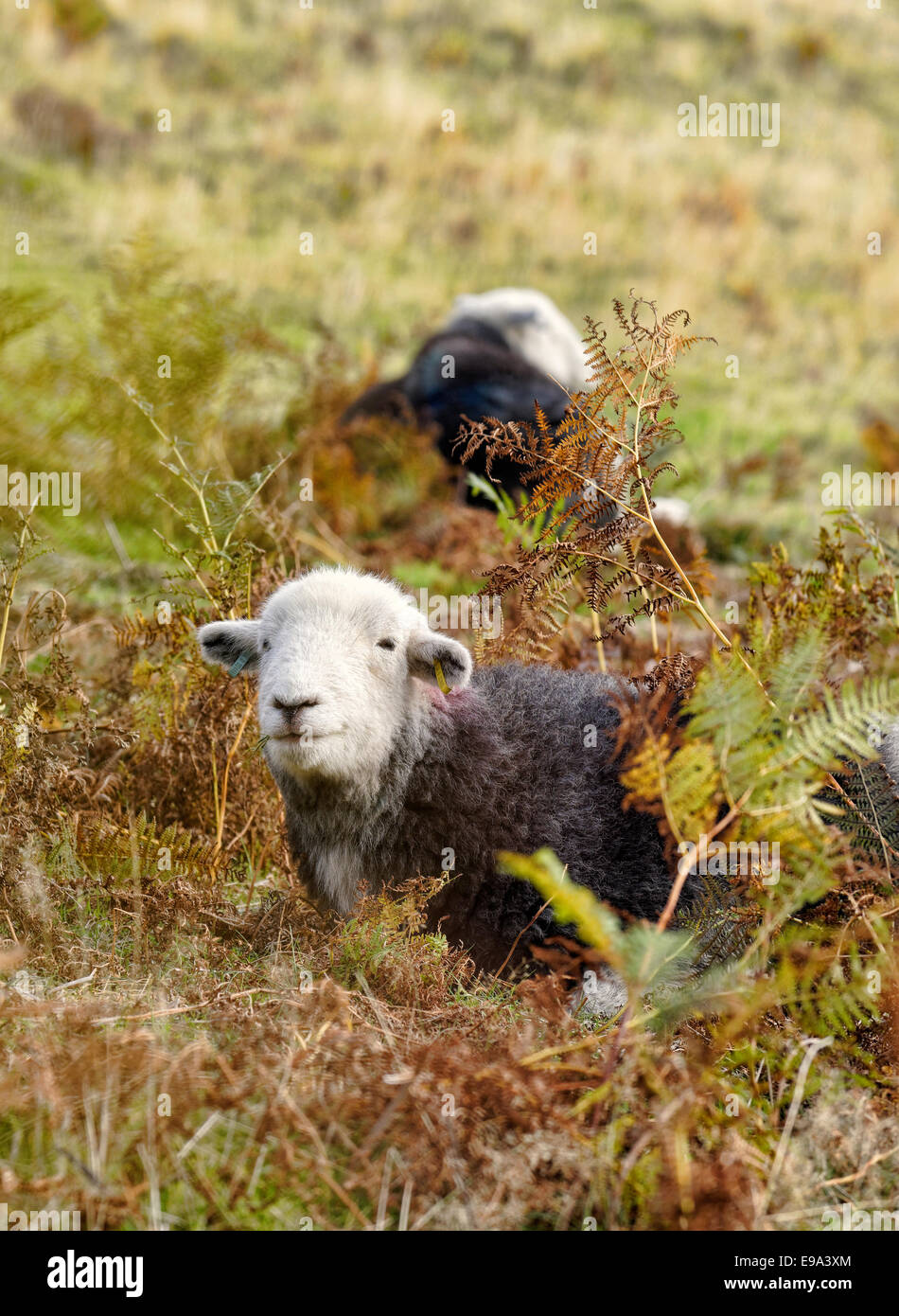 A pair of Herdwicks Sheep grazing amongst Bracken in the Lake District, Cumbria, UK Stock Photo