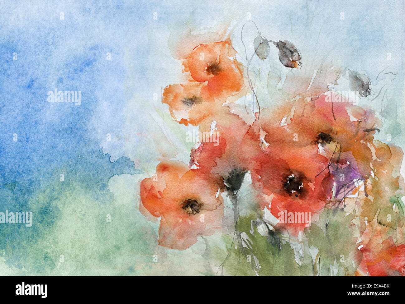 Poppies Watercolor High Resolution Stock Photography and Images - Alamy