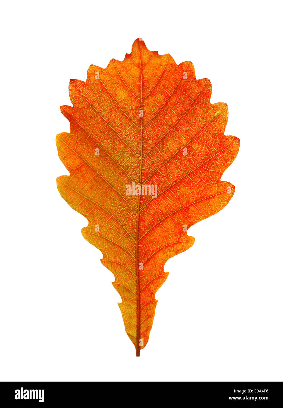 Green oak leaf on white hi-res stock photography and images - Alamy