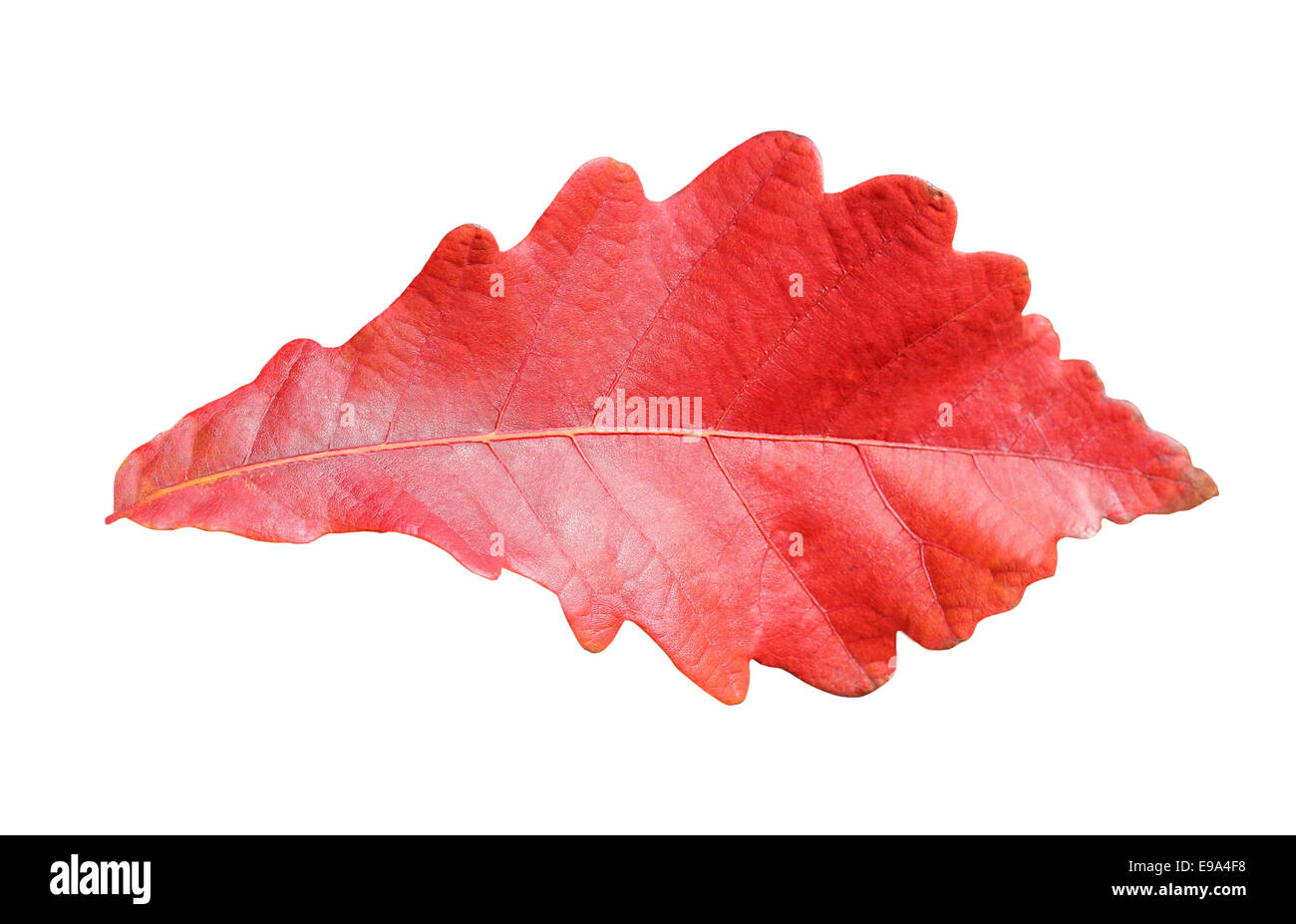 Green oak leaf on white hi-res stock photography and images - Alamy