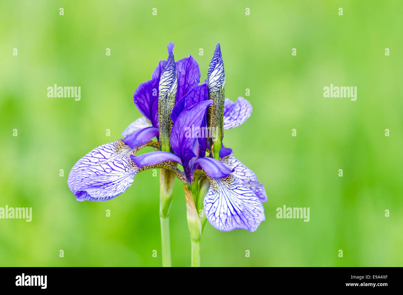 japanese iris or Siberian iris Stock Photo - Alamy