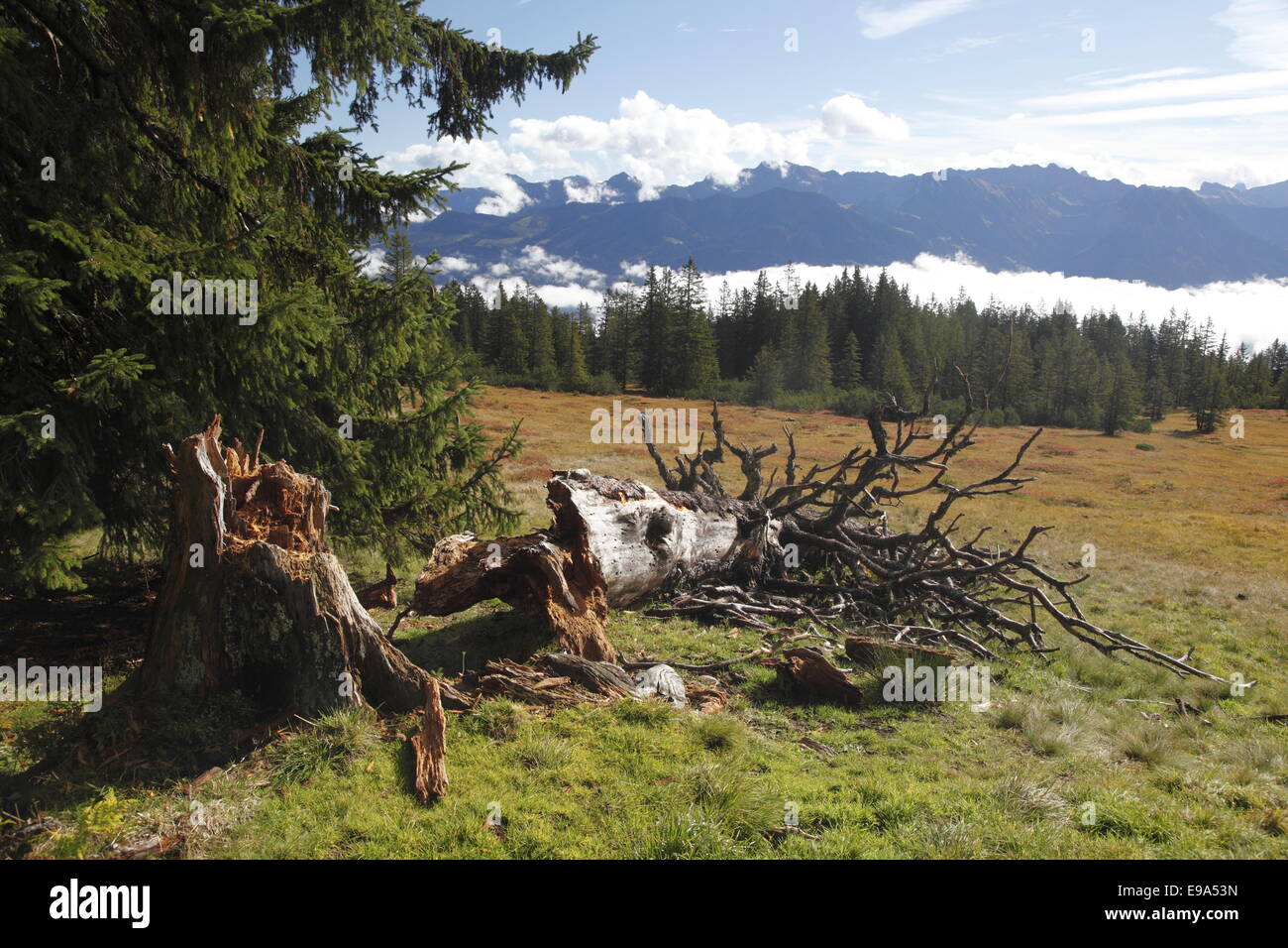 Fallenn old tree, Hoernergroup mountains Stock Photo