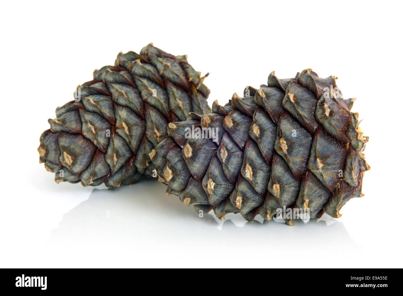 Siberian pine cones Stock Photo