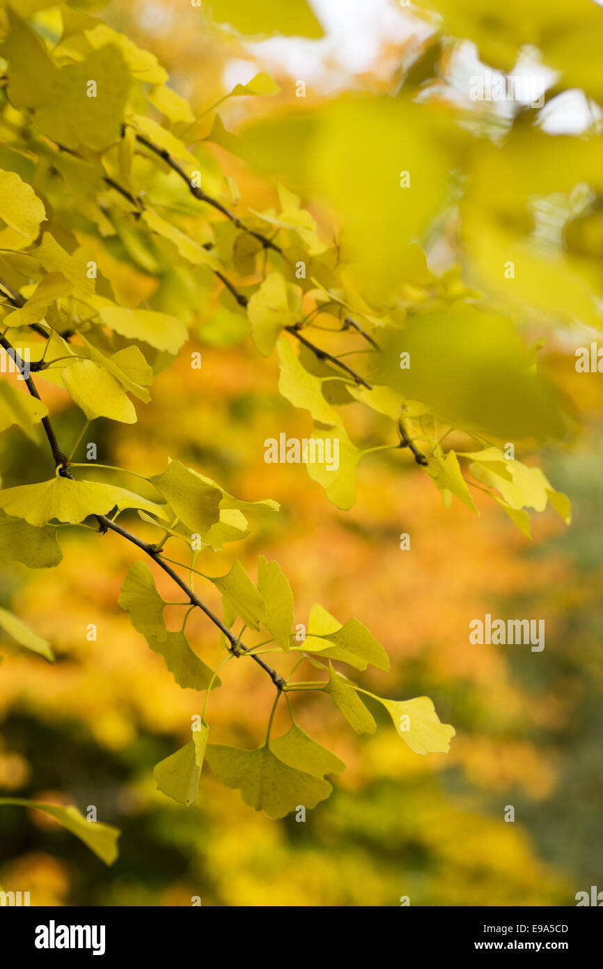 Autumnally ginkgo tree Stock Photo