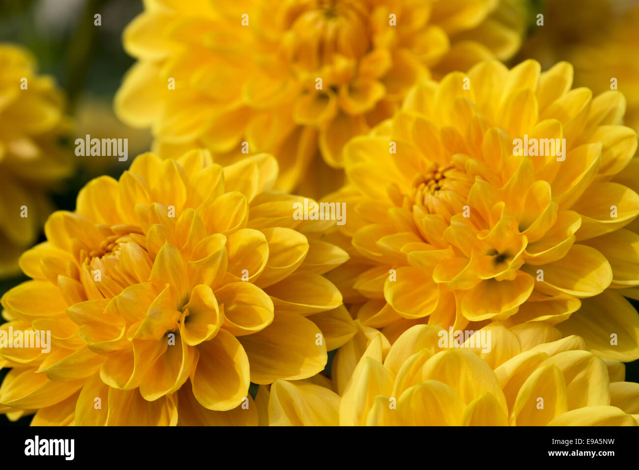 Dalivia (Yellow)