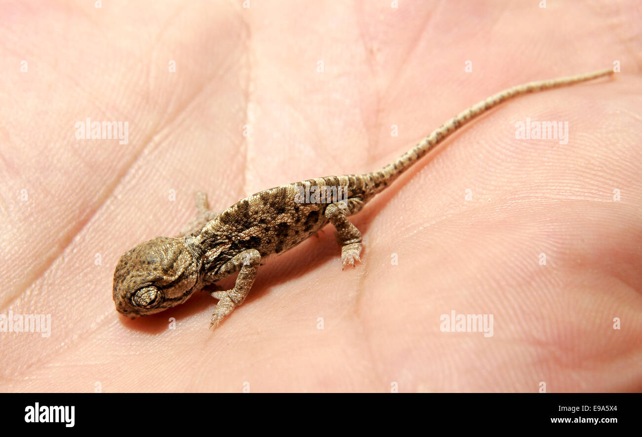 small, baby Mediterranean Chameleon, AKA common chamaeleon, Chamaeleo chamaeleon, on a palm of a hand Stock Photo