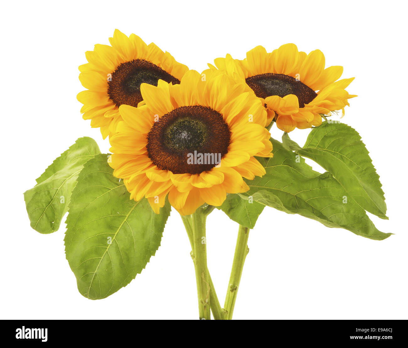 sunflowers isolated on white background Stock Photo - Alamy