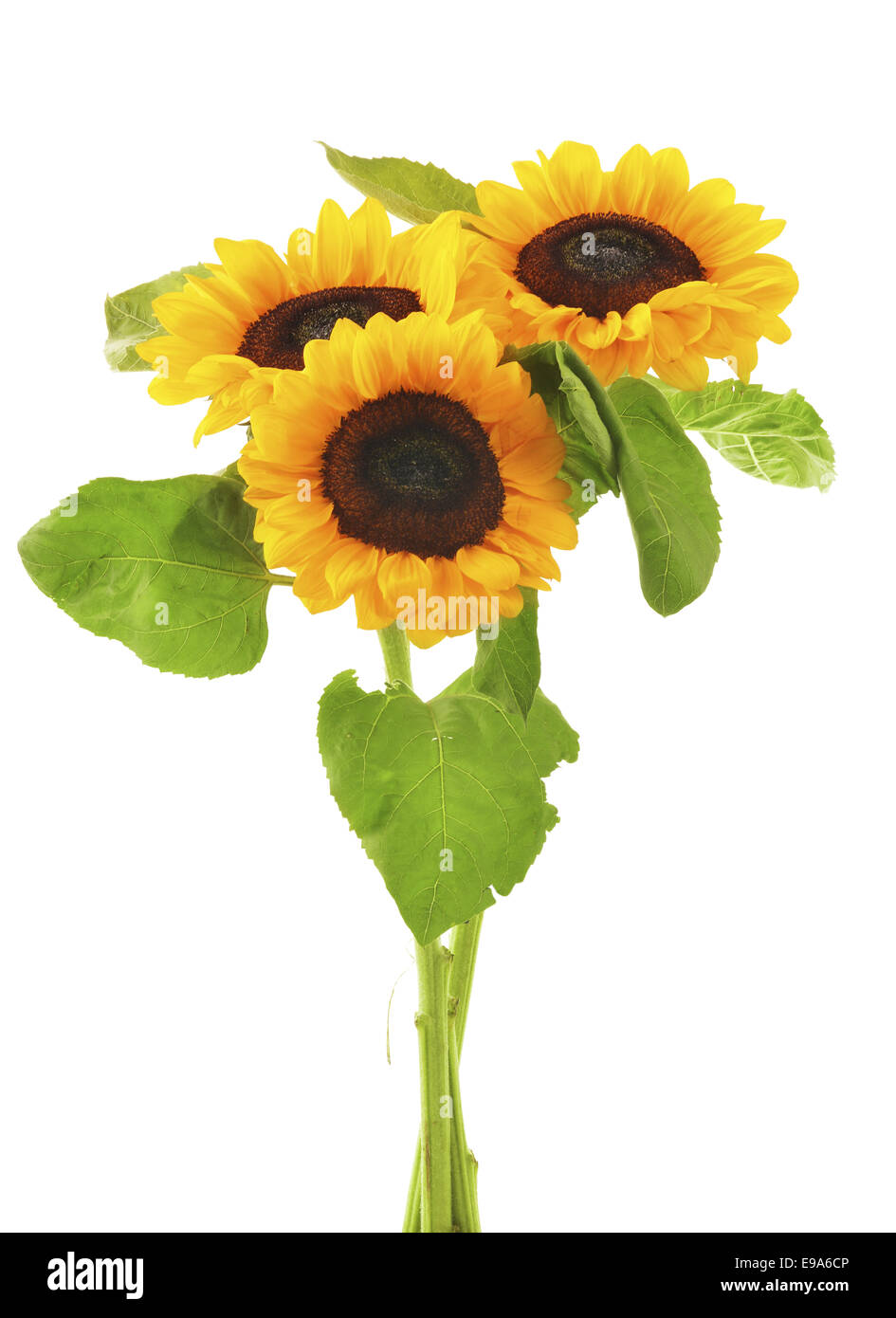 sunflowers isolated on white background Stock Photo - Alamy